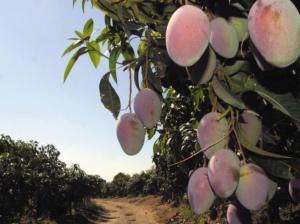 Buscan promover consumo de mango en mercado de Estados Unidos