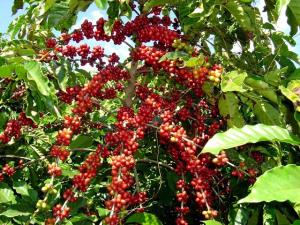 CACVRA EXPORTARÁ 100 MIL KILOS DE CAFÉ Y 5 MIL DE CACAO AL MERCADO EUROPEO 