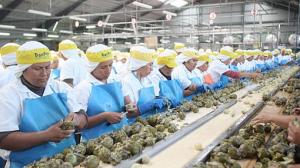 CADA VEZ MÁS REGIONES ACCEDEN A PLENO EMPLEO POR DINAMISMO AGROEXPORTADOR