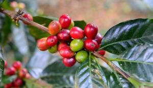 Caficultores de Cajamarca y Pasco presentes en feria internacional de cafés especiales – SCA 2019