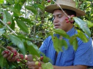 Caficultores peruanos aprovecharán experiencia mesoamericana