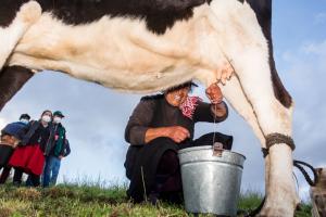 Cajamarca: ganadería familiar aprende a mejorar su producción de leche en Escuelas de Campo del Senasa
