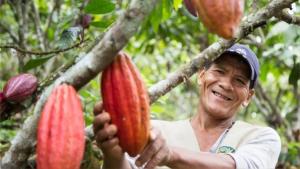Cajas Municipales transforman la agricultura sostenible en la Amazonía a través del Biocrédito
