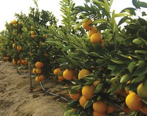 Cambio climático y sequía generan cambios en la producción agrícola de Chile