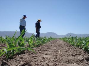 Campaña agrícola en Lambayeque presenta retraso por ausencia de lluvias