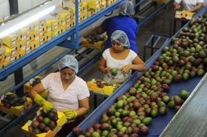 Campaña de mango 2016/2017 sería superior a la anterior