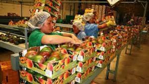 Campaña de mango peruano llega a un 43% de envíos