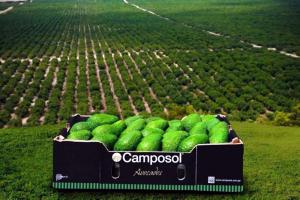 Camposol compró 350 hectáreas en el Eje Cafetero de Colombia