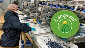 Camposol logra recertificación GLOBALG.A.P, así como evaluación positiva de comercio ético y de riesgos en prácticas sociales