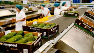 Camposol saca el jugo a las frutas con récord en ebitda y ventas por US$550 millones