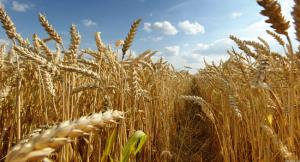 Camposur produciría 2.700 toneladas de trigo este año