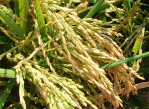 Camposur produciría 4.800 toneladas de arroz en campaña chica