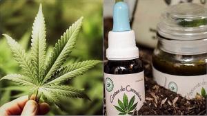 Cannabis medicinal se venderá en farmacias y no por Internet