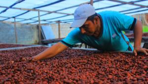CAV Monzón venderá 100 toneladas de cacao a cooperativa agroindustrial este año