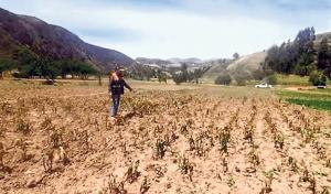 Cenepred: 8.030.554 personas y 2.934.540  hectáreas agrícolas en alto riesgo por déficit hídrico