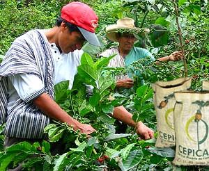 CEPICAFÉ EXPORTARÍA 30 MIL QUINTALES DE CAFÉ ESTE AÑO