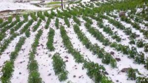 Cerca de 10 mil hectáreas de maíz y papa afectadas por heladas en el Mantaro