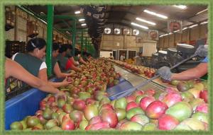 CERTIFICARÁN 13 PLANTAS DE TRATAMIENTO HIDROTÉRMICO PARA MANGOS