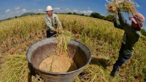 Chiclayo será sede de la primera edición de Expo Arroz 2025