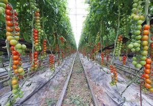 Chile es el primer país latinoamericano que logra un acuerdo de reciprocidad de certificaciones ecológicas con la Unión Europea