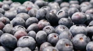 Chile potencia la presencia de sus arándanos en Europa