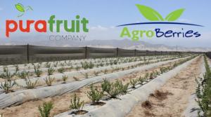 Chilena Agroberries y peruana Pura Fruit se asocian en proyecto de 500 hectáreas de arándanos en Perú