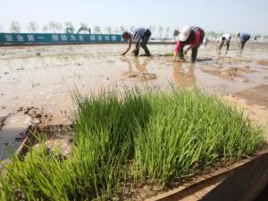 China: desarrollan arroz que se puede regar con agua de mar y alimentar potencialmente a 200 millones de personas