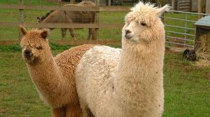 China e Italia se convirtieron en los principales destinos del pelo fino de alpaca en 2020