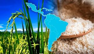 China es el principal consumidor de arroz a nivel global