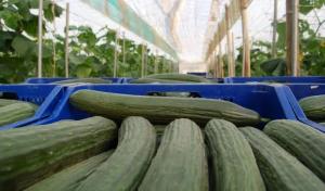 China lideró la producción mundial de pepino en valor en 2023