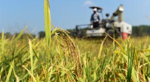 Científicos descubren un gen del arroz que se adapta a niveles bajos de nitrógeno en el suelo