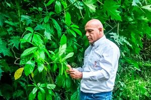 Científicos peruanos estudian propiedades curativas de especies vegetales de la Amazonía contra la diabetes