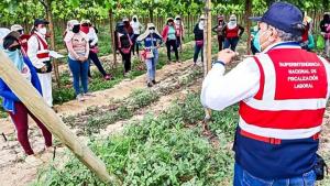 Cinco condiciones claves que los empleadores deben ofrecer a los trabajadores agrarios para su salud y seguridad