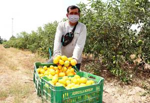 Cítricos y paltas continúan liderando exportaciones de Ica en el 2021