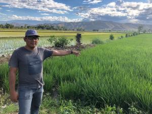 Claves para cultivar un mayor rendimiento en el arroz