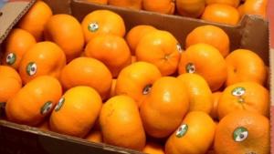 Clima adverso golpea la campaña de mandarinas 2026