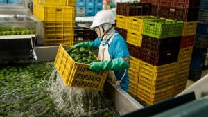 Colombia espera más que triplicar sus envíos de palta Hass a Estados Unidos este año