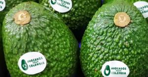 Colombia exportaría 130 millones de libras de palta Hass a Estados Unidos durante la temporada traviesa de primavera-verano de 2025