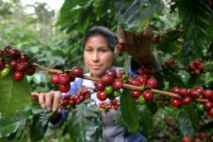 COLOMBIA PRODUJO EN MARZO 944 MIL SACOS DE CAFÉ