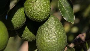 Colombia también participa del Super Bowl con 100 toneladas de palta Hass