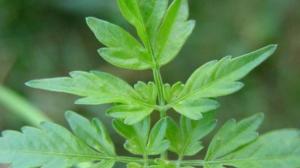 ¿Cómo logró un grupo de investigadores producir electricidad a partir de plantas?