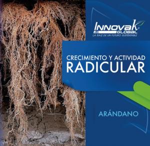 Cómo mejorar el crecimiento y actividad radicular en el cultivo de arándano