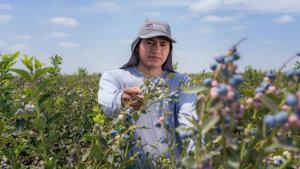 Complejo Agroindustrial Beta exportaría más de 30 mil toneladas de arándanos en la campaña 2025/2026