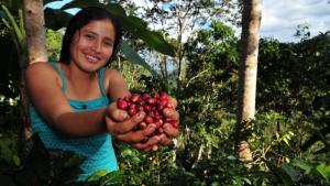 Conozca las dos variedades de café en Perú que cuentan con denominación de origen