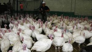 Consumo de aves crecerá entre 10% y 14% en fiestas de fin de año