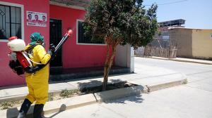 Control en frontera norte evita ingreso al Perú de incurable HLB e insecto transmisor