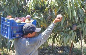 Controlar la mosca de la fruta con productos biológicos es clave para no poner en peligro la exportación de mango