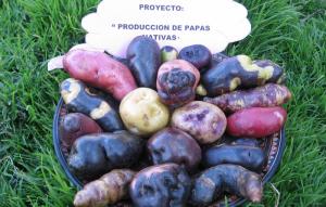 CONVEAGRO PRESENTARÍA 800 VARIEDADES DE PAPAS 