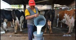 Conveagro rechaza reducción de compra de leche fresca por parte del Midis