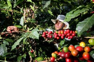 COOPERATIVA CAFETALERA FRUTO DE SELVA DUPLICARÁ EXPORTACIÓN